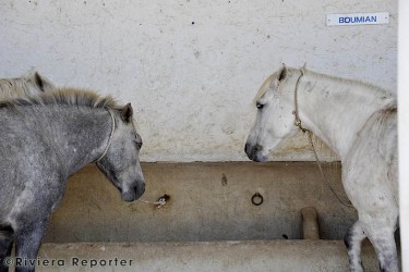 Camargue