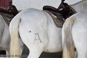 Camargue horses