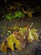 Leaves in a French Riviera lane