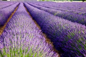 lavendar1234 RRGallery