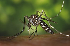 Tiger Mosquito