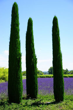 cypress three trees