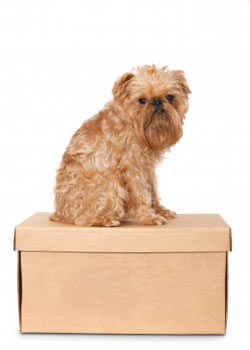 Travelling from France with Fido