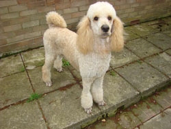 Poodle with Sporting Trim