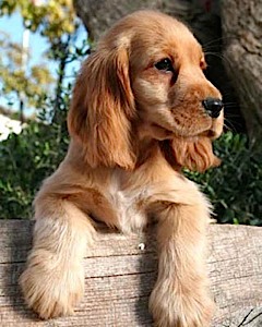 Spaniel