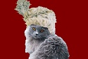 Cat with a wig