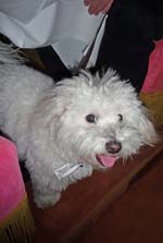 Dog in white tie